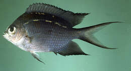 Image of Acanthochromis