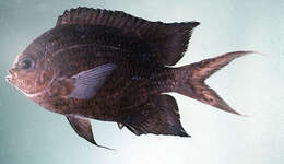 Image of Acanthochromis