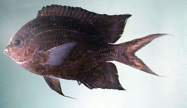 Image of Acanthochromis