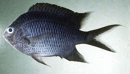 Image of Acanthochromis