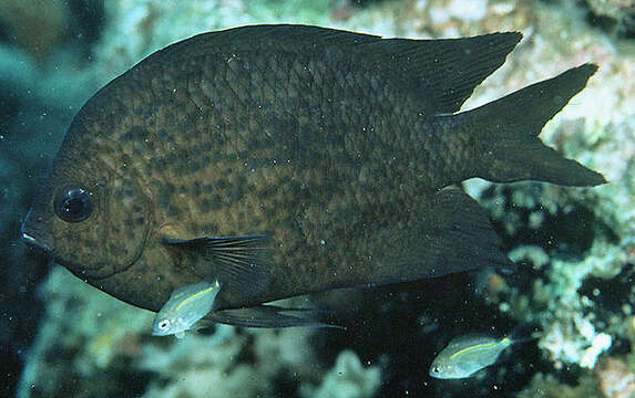 Image of Acanthochromis