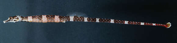 Image of Brown-banded Pipefish