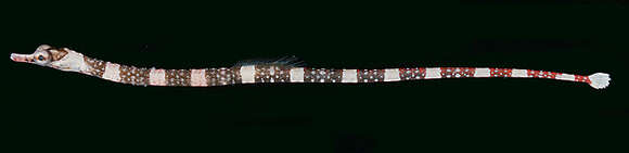 Image of Brown-banded Pipefish