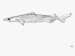 Image of Owston's Dogfish