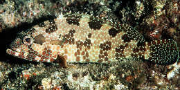 Image of Hexagon grouper