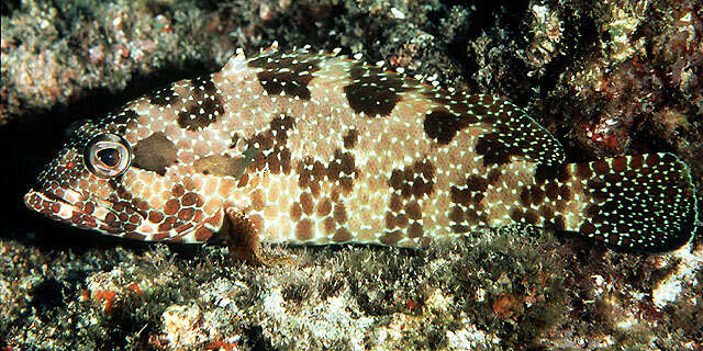 Image of Hexagon grouper