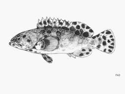 Слика од Epinephelus macrospilos (Bleeker 1855)