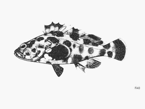 Image of Bigspot rockcod