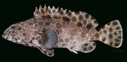 Imagem de Epinephelus macrospilos (Bleeker 1855)