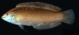 Image of Ornamental wrasse