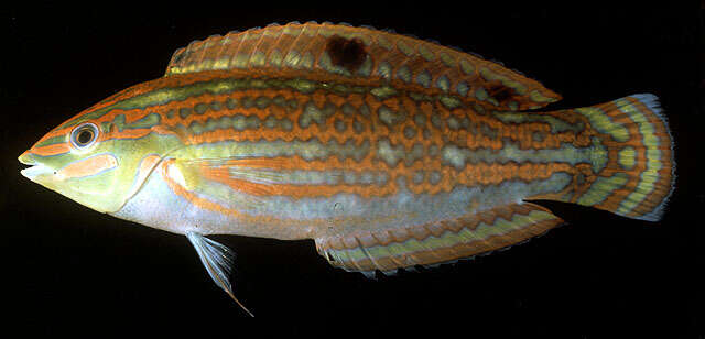 Image of Ornamental wrasse