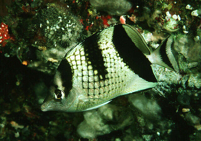 Image of Asian Butterflyfish