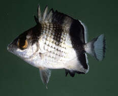 Image of Asian Butterflyfish