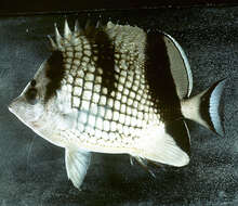 Image of Asian Butterflyfish