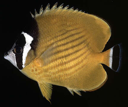 Image of Butterflyfish