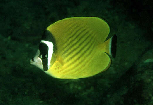 Image of Butterflyfish