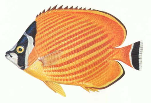 Image of Butterflyfish