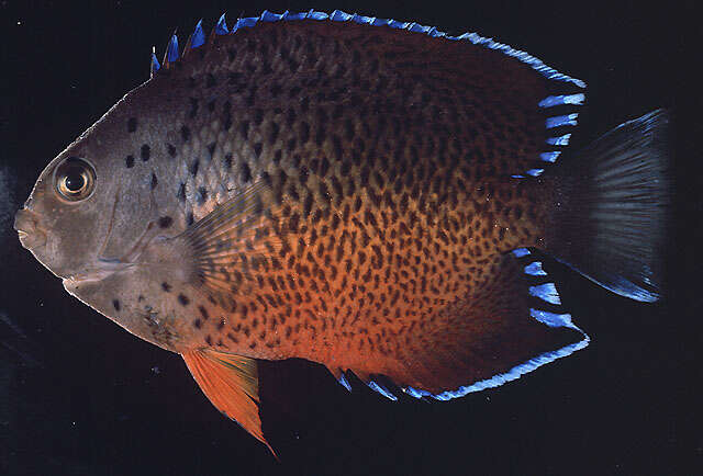 Image of Rusty Angelfish