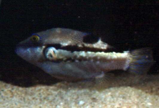 Image of Brown-lined Puffer