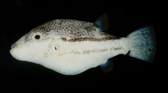 Image of Brown-lined Puffer