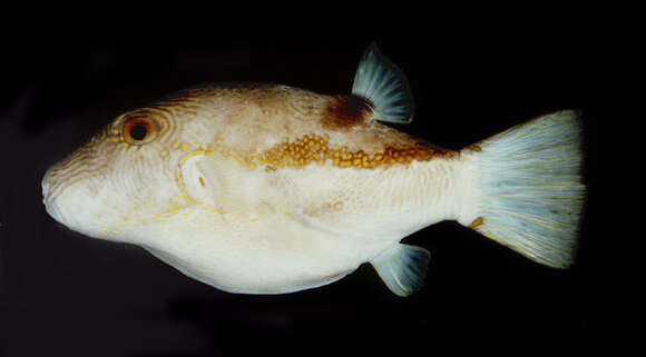 Image of Brown-lined Puffer