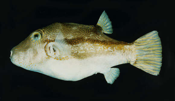 Image of Brown-lined Puffer