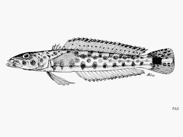 Image of Parapercis millepunctata