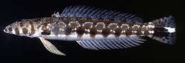 Image of Parapercis millepunctata