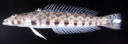 Image of Parapercis millepunctata