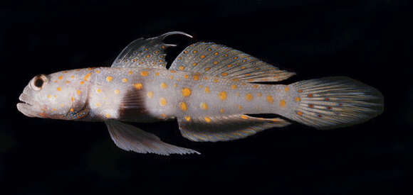 Image of Spotted prawn goby