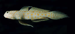 Image of Spotted prawn goby