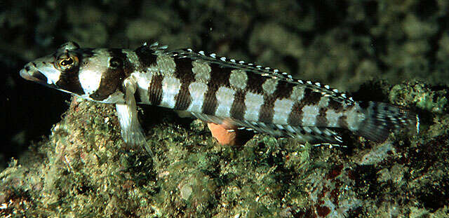 Image of Reticulated sandperch