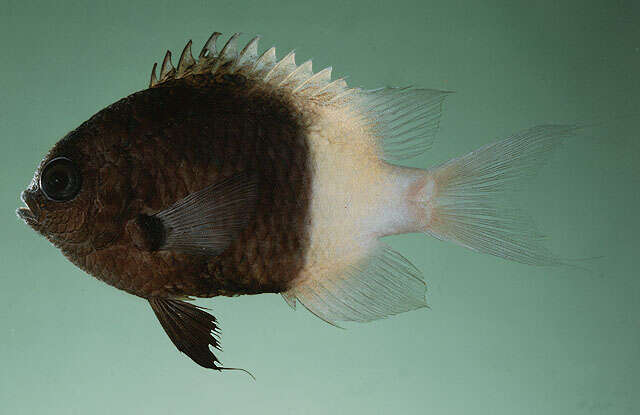 Слика од Pycnochromis fieldi (Randall & Di Battista 2013)