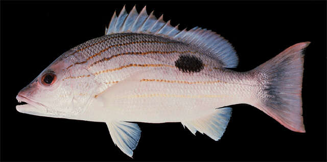 Image of Indian snapper