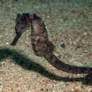 Image of Egyptian seahorse