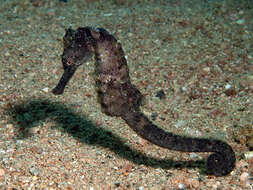 Image of Egyptian seahorse