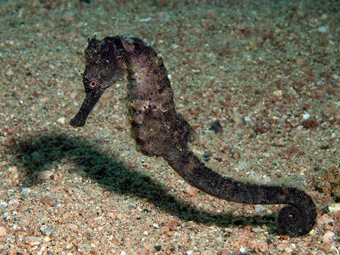 Image of Egyptian seahorse