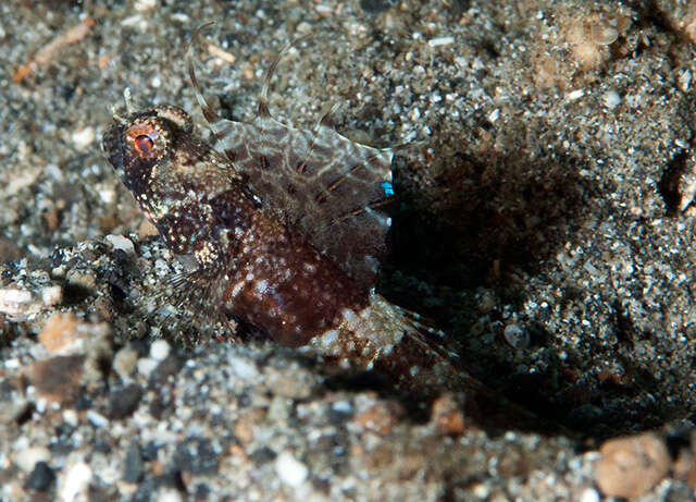 Image of Rayed shrimpgoby