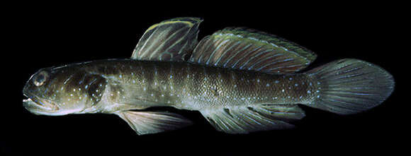 Image of Multibarred shrimpgoby