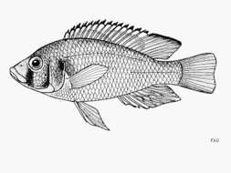 Image of Eastern River Bream