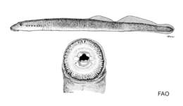 Image of Pacific brook lamprey