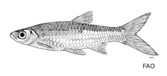 Слика од Rasbora myersi Brittan 1954