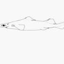 Image of Arrowhead Dogfish