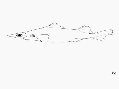 Image of Arrowhead Dogfish