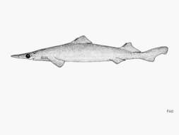 Image of Longsnout Dogfish