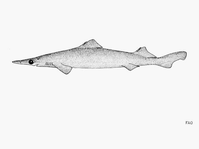 Image of Longsnout Dogfish