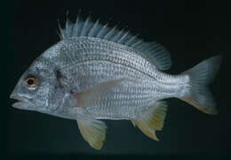 Image of Arabian yellowfin seabream