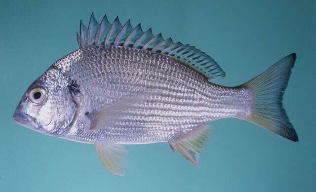 Image of Spotted yellowfin seabream