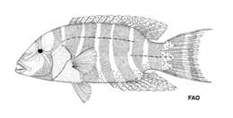 Image of Thoracochromis fasciatus (Perugia 1892)