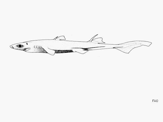 Image of Short-tail Lanternshark